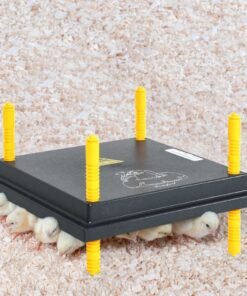Plaque chauffante pour poussins avec régulateur de température